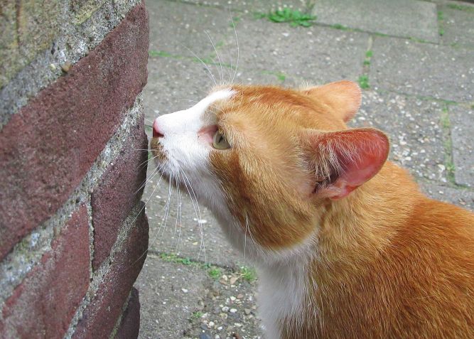Son odorat très fin permet au chat d'identifier les phéromones.
